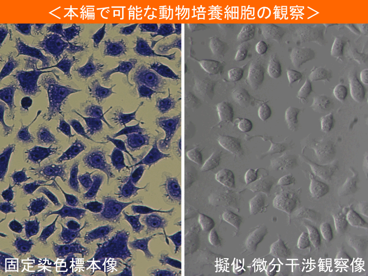 細胞実験２、細胞形態、カバーガラス法 高校生物